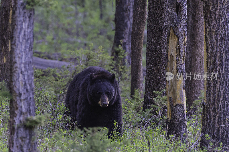 美国黑熊(Ursus americanus)是一种中等体型的熊，原产于北美，常见于黄石国家公园。男性的熊。